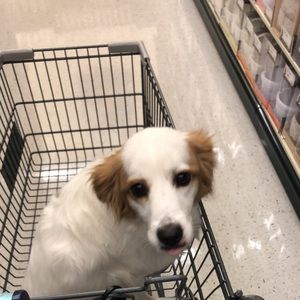 Meet your Posher, Leslie